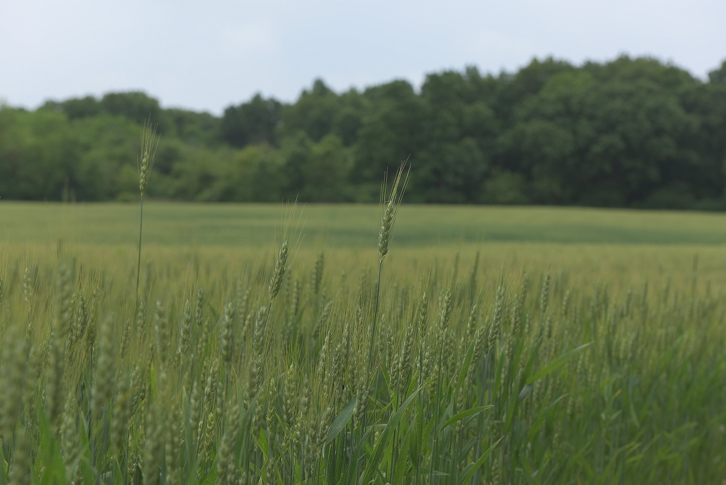 Lake County, Indiana farmland - LAND AUCTION - 147+/- ACRES OFFERED IN 3 TRACTS IN LAKE COUNTY, INDIANA